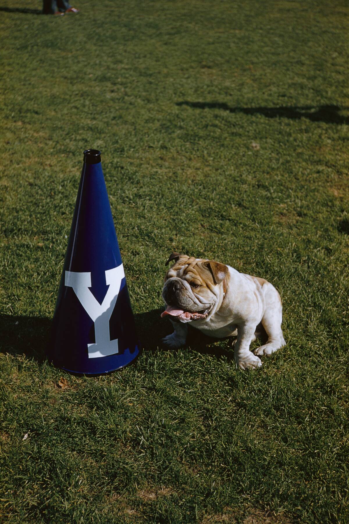 Yale Football Team's Mascot Bulldog