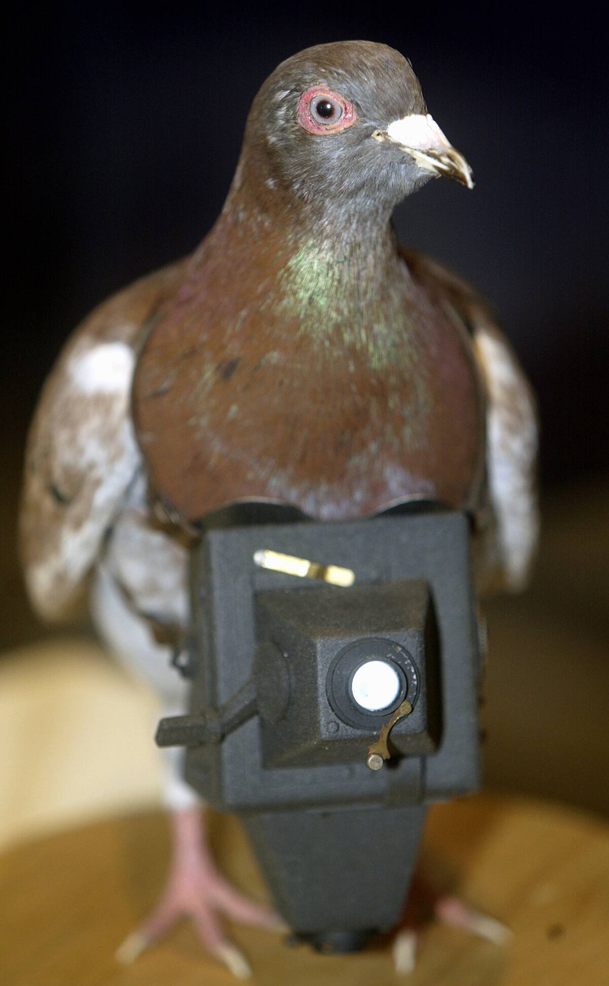 A replica of Cher Ami, the US Signal Corps photo p