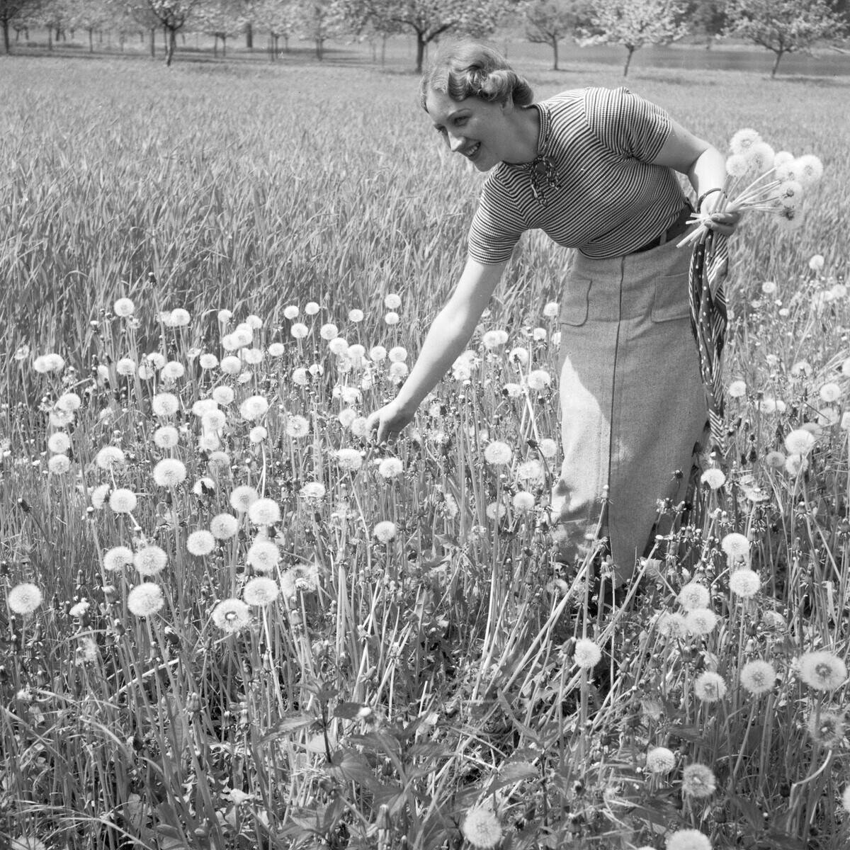 A woman picking some dandelions in a field, Germany 1930s