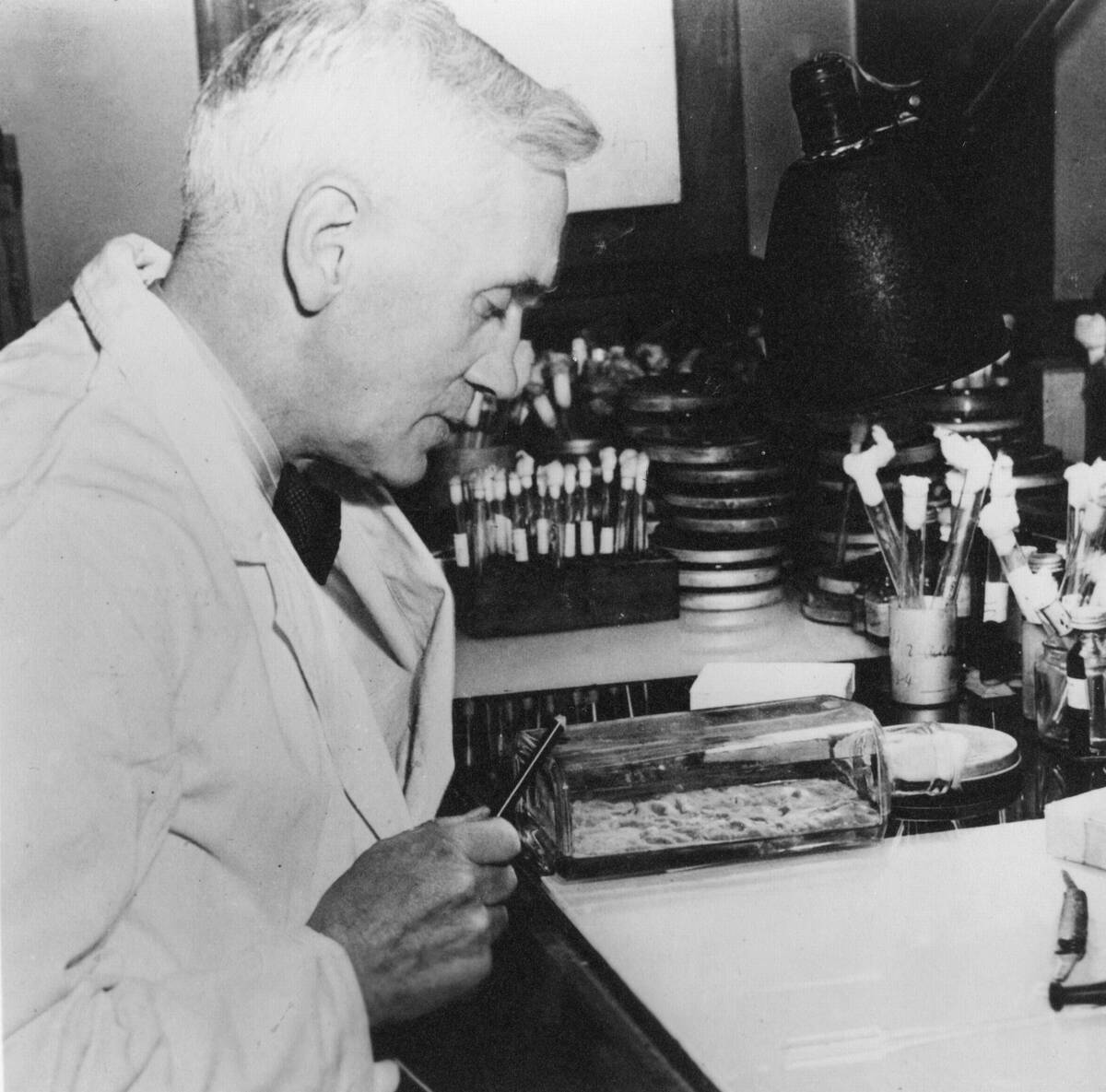 Alexander Fleming (1881-1955) Scottish bacteriologist. Discovered penicillin 1928. Photograph...