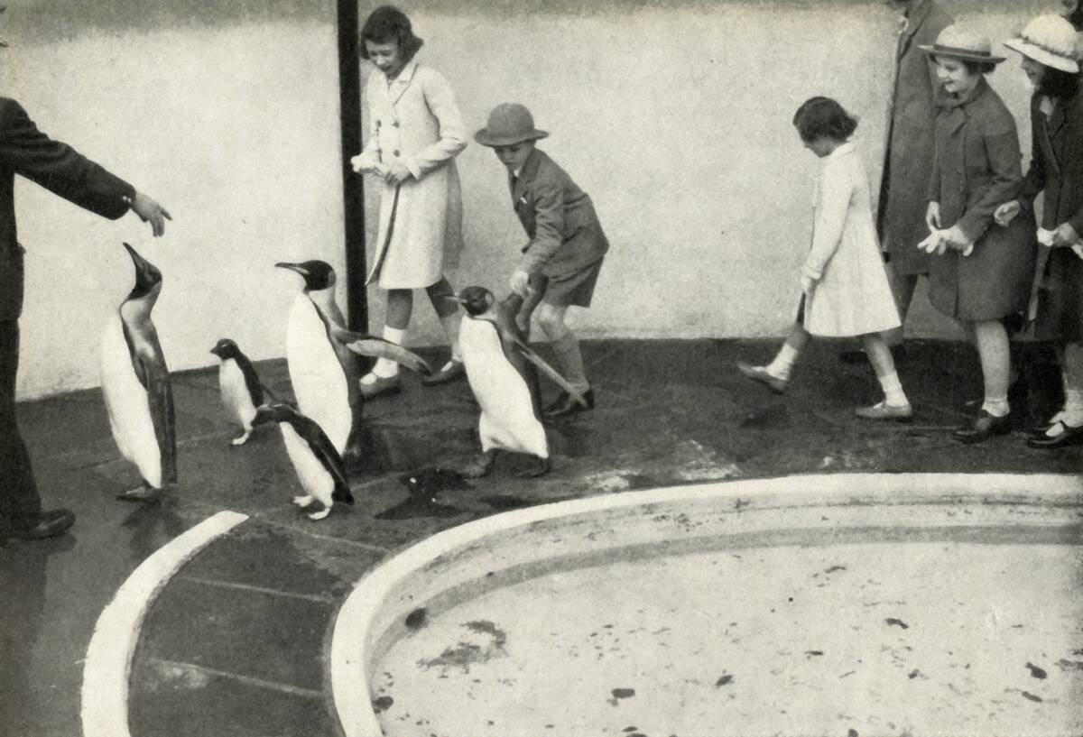 At The London Zoo - At The Penguin Pool,