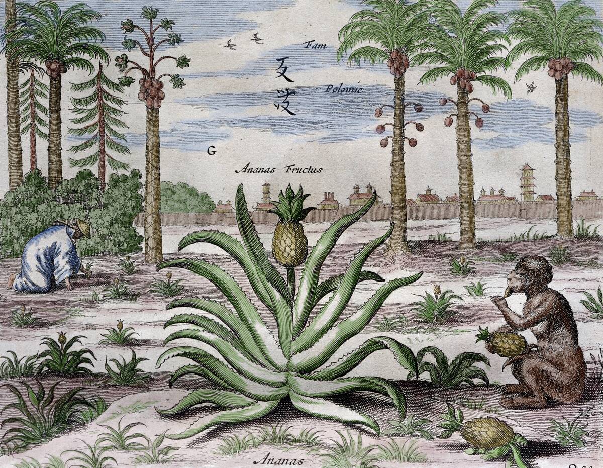 Athanasius Kircher.