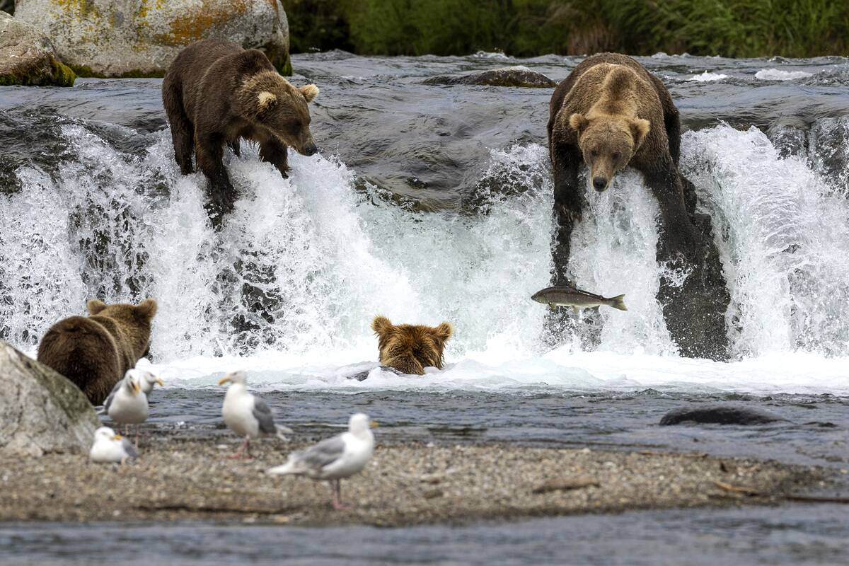 Brown Bears At Brooks Falls Gorge On Sockeye Salmon In Alaska's Katmai National Park