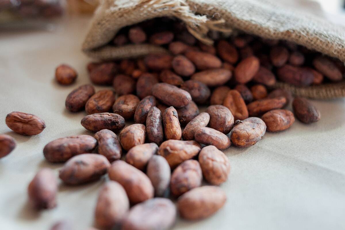 Cacao Beans At The Chocolate Expo