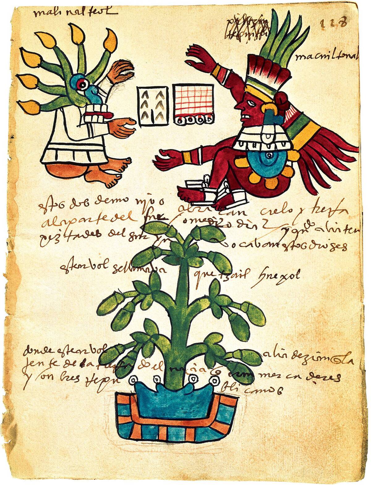 Cacao tree from the Codex Tudela, 1553
