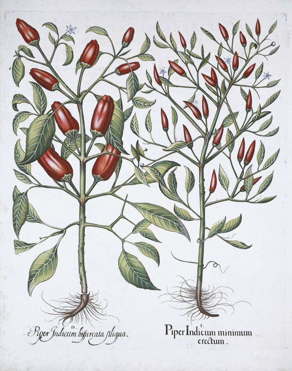 Chilli Pepper Plants 1613