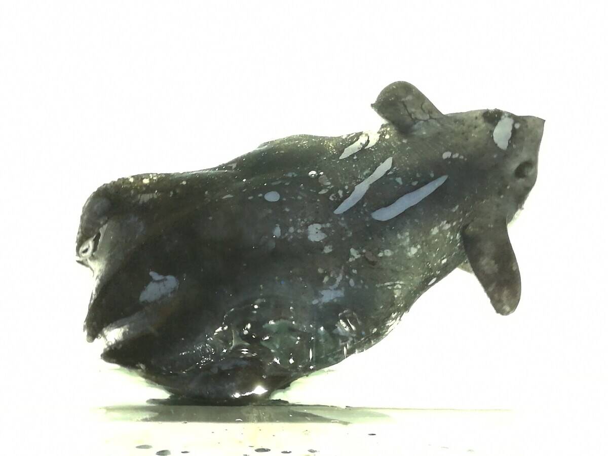 CHINA-SOUTH CHINA SEA-NEW VAMPIRE SQUID SPECIES (CN)