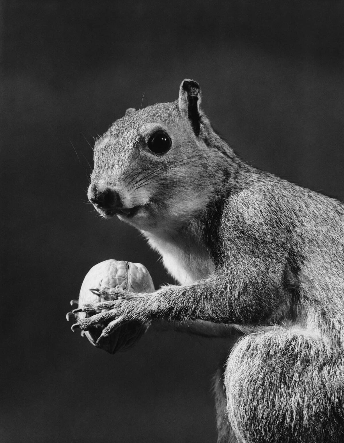 CLOSE-UP SQUIRREL HOLDING WALNUT