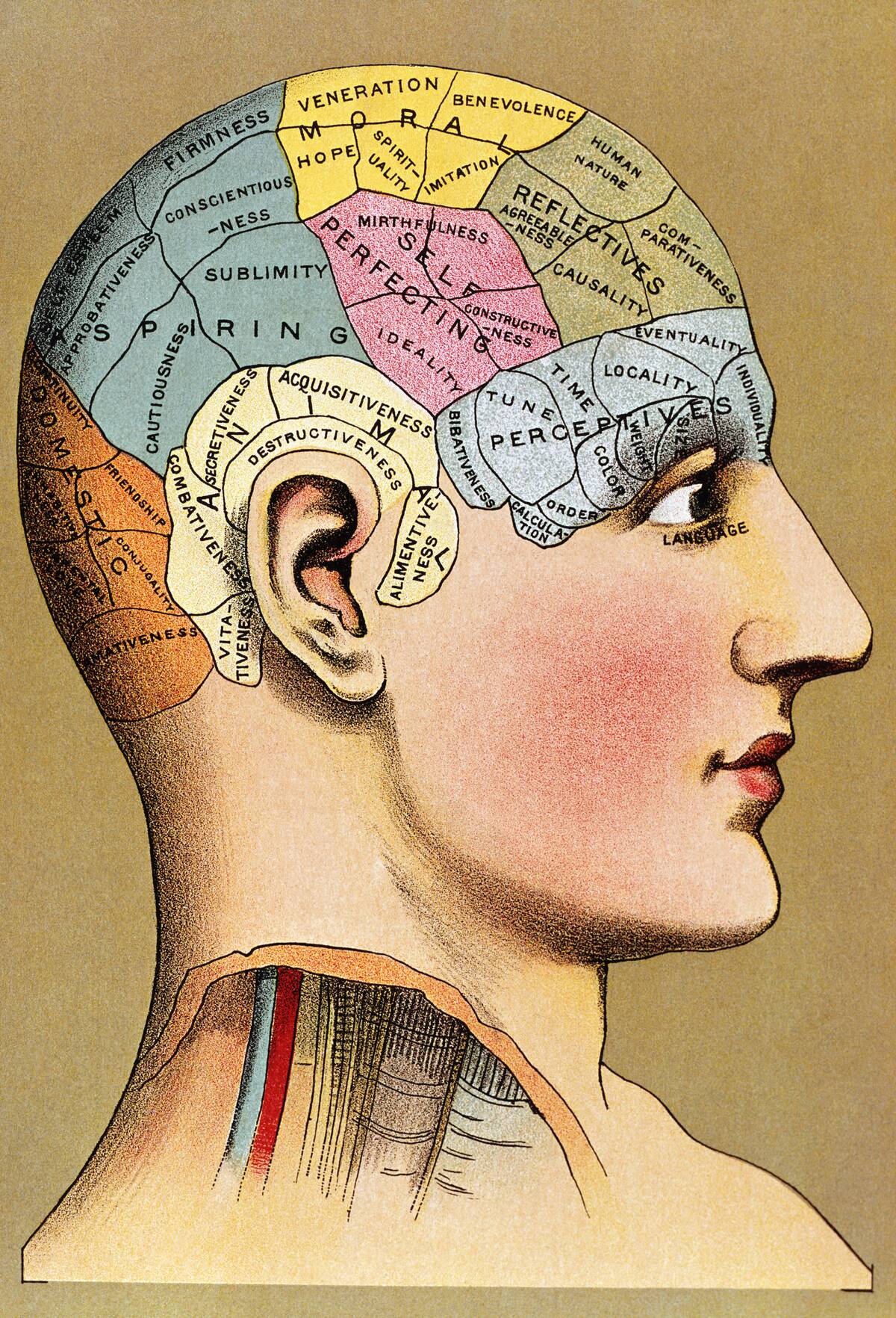 Color Lithograph of Phrenology Head with Human Capacities