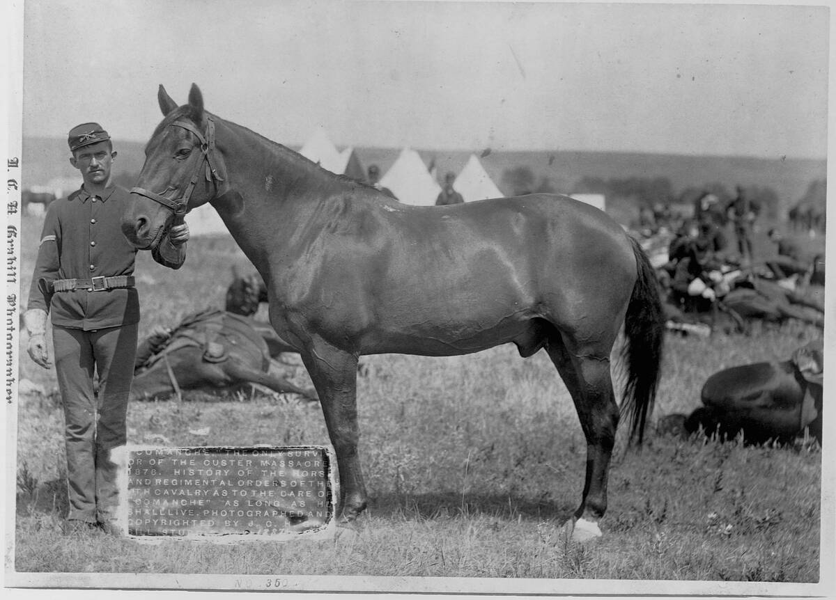 Comanche