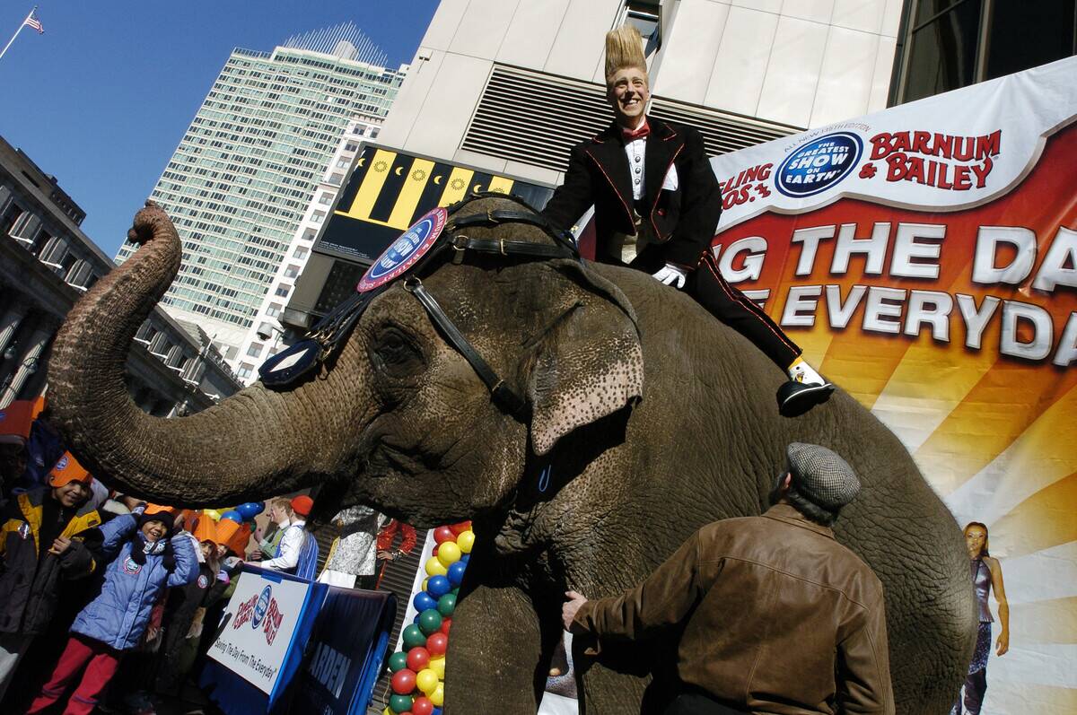 Comic daredevil Bello Nock sits atop Annette, the elephant a