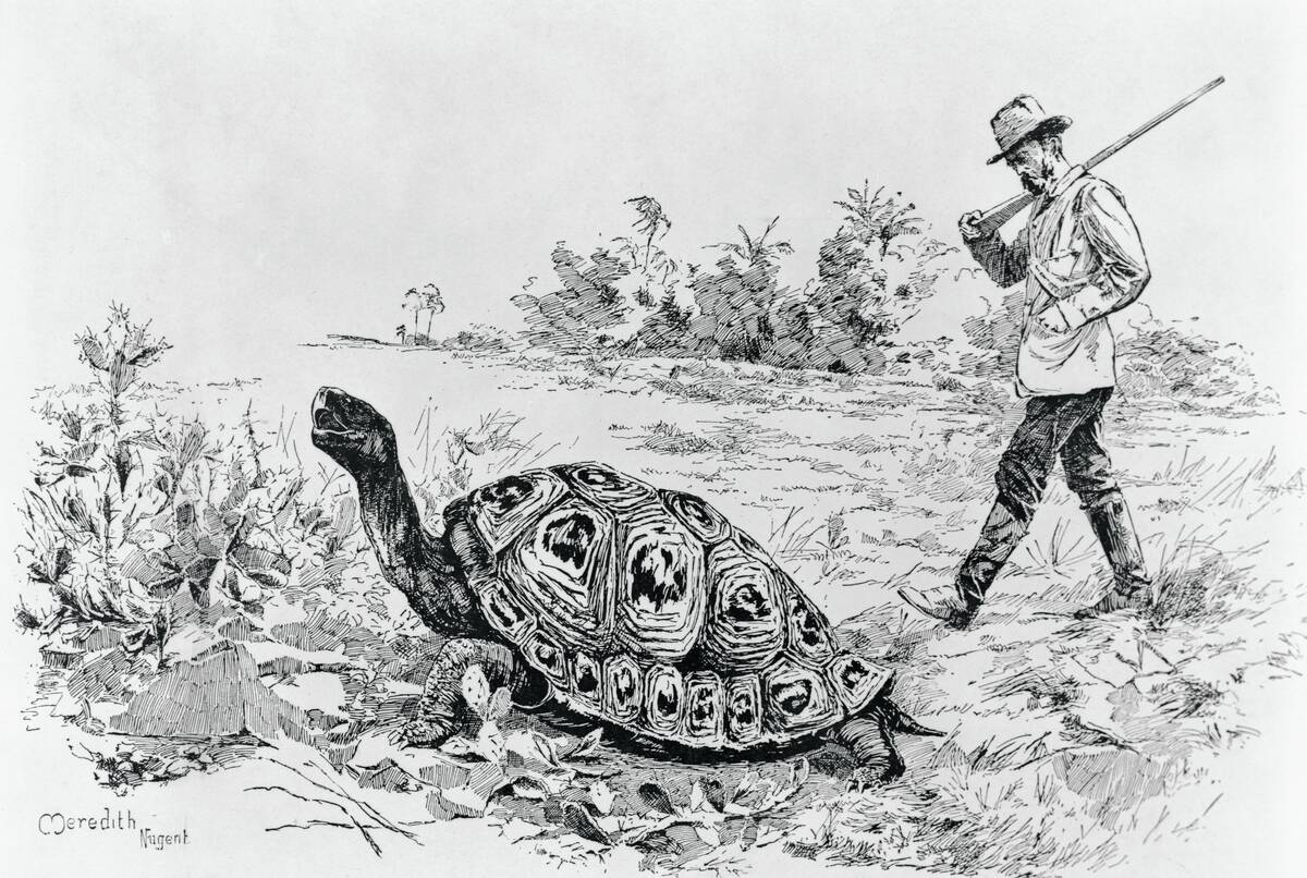 Darwin Testing the Speed of an Elephant Tortoise (Galapagos Islands) by Meredith Nugent