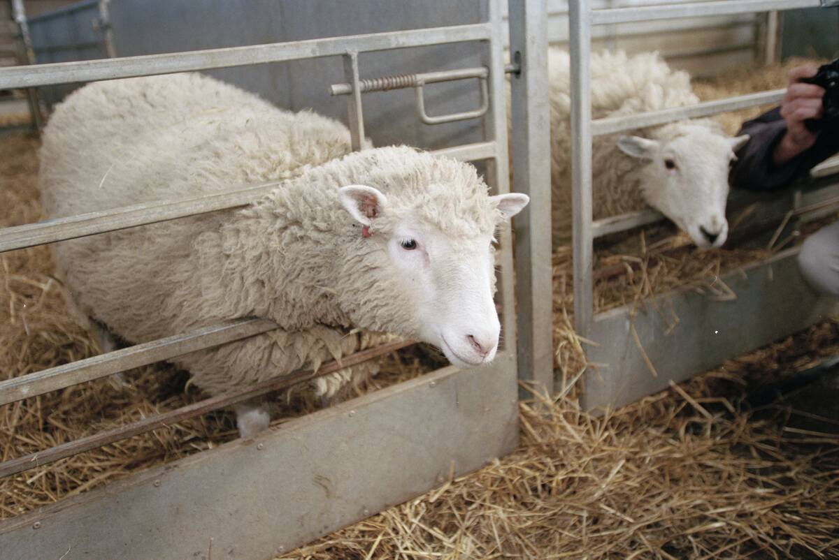 Dolly, la première brebis clônée