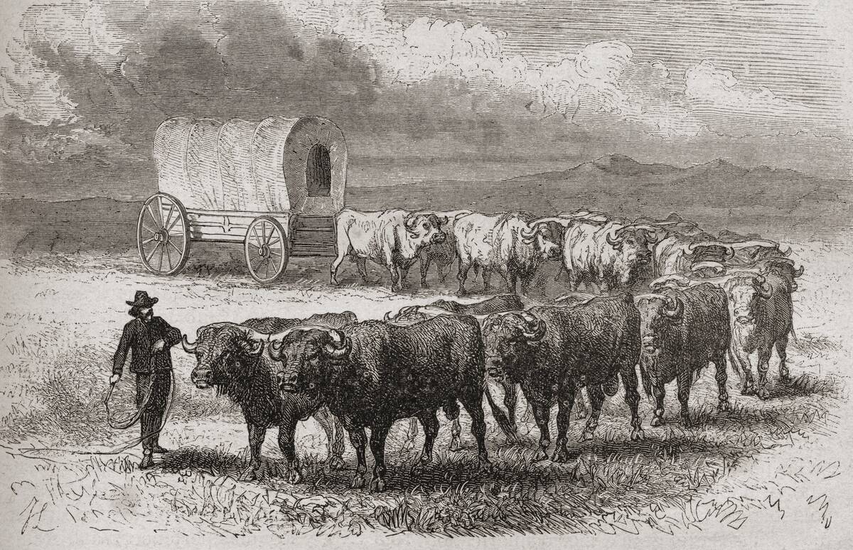 Driving Oxen Across The Great Plains Of America In 1867
