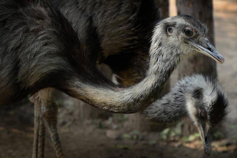emus-at-the-australian-animal-compound-i-20015