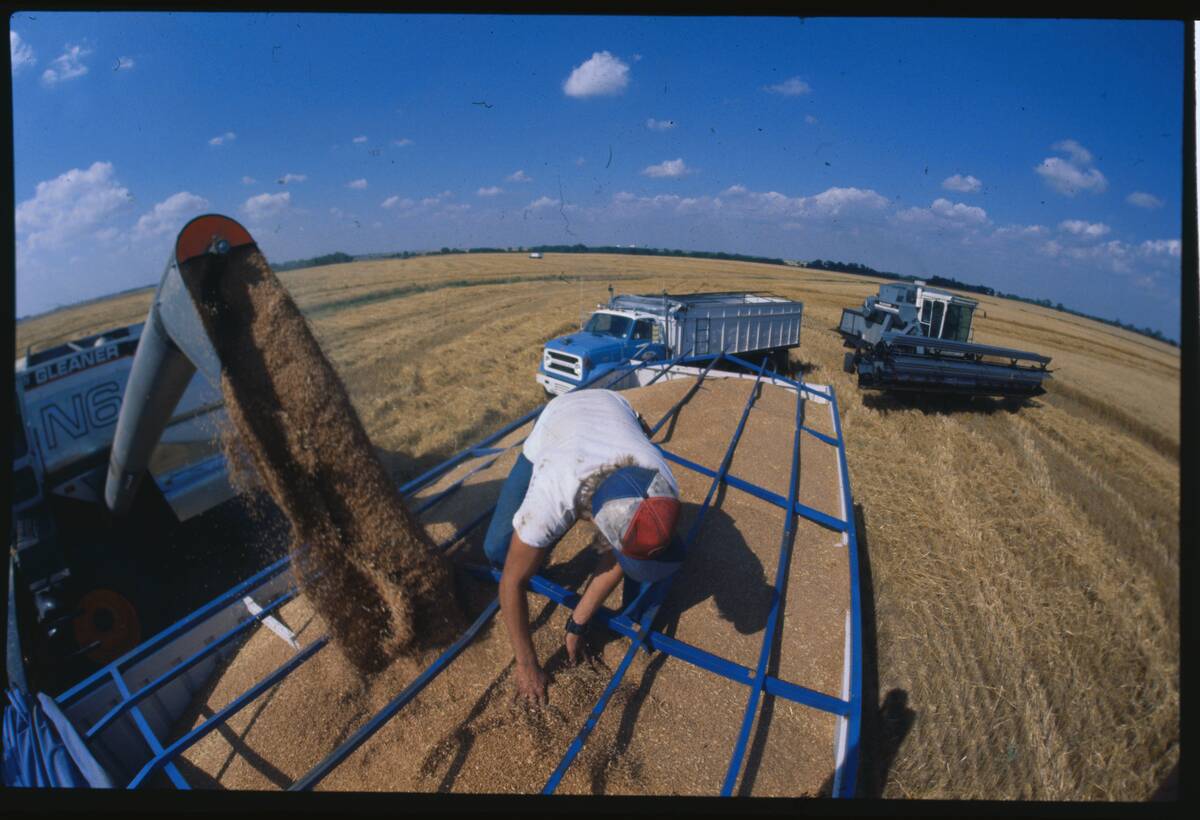 Farmer Distributing Wheat into Truck