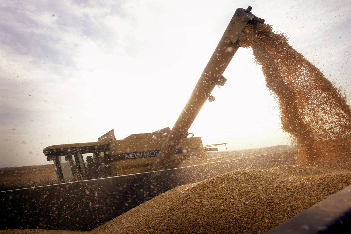 Farmers Decide Yea Or Nay On Genetically Modified Crops
