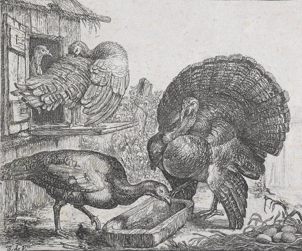 Four Turkeys