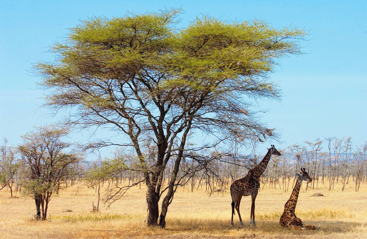 Giraffes, Serengeti, Tanzania