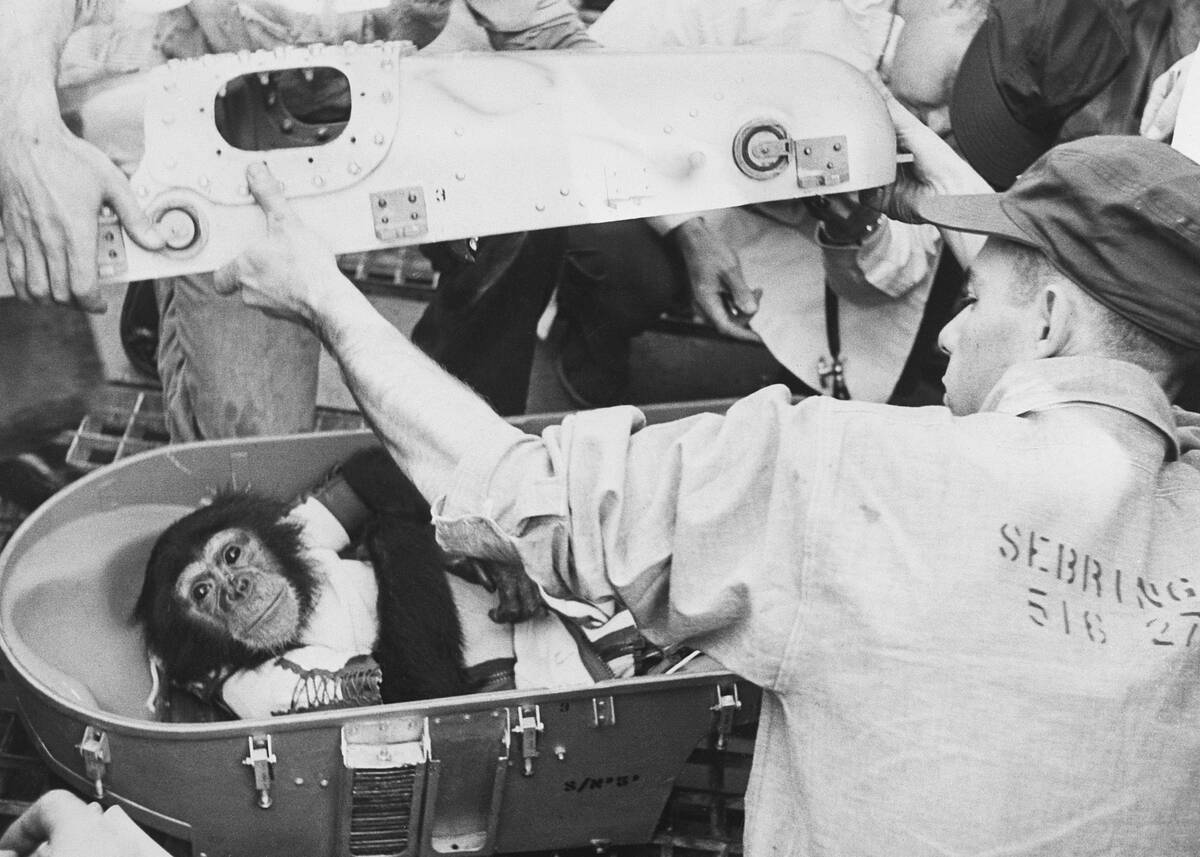 Ham The Space Chimp After Space Flight