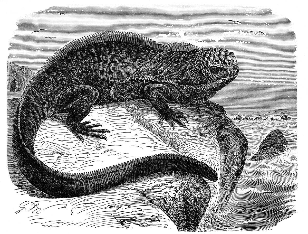 Iguana, the great herbivorous sea lizard of the Galapagos Islands.