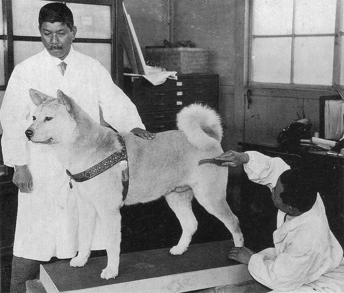 Japan: Ch_ken Hachik_ (_____) 'Faithful dog Hachiko' at the taxidermist, National Museum of Nature and Science, Ueno, Tokyo