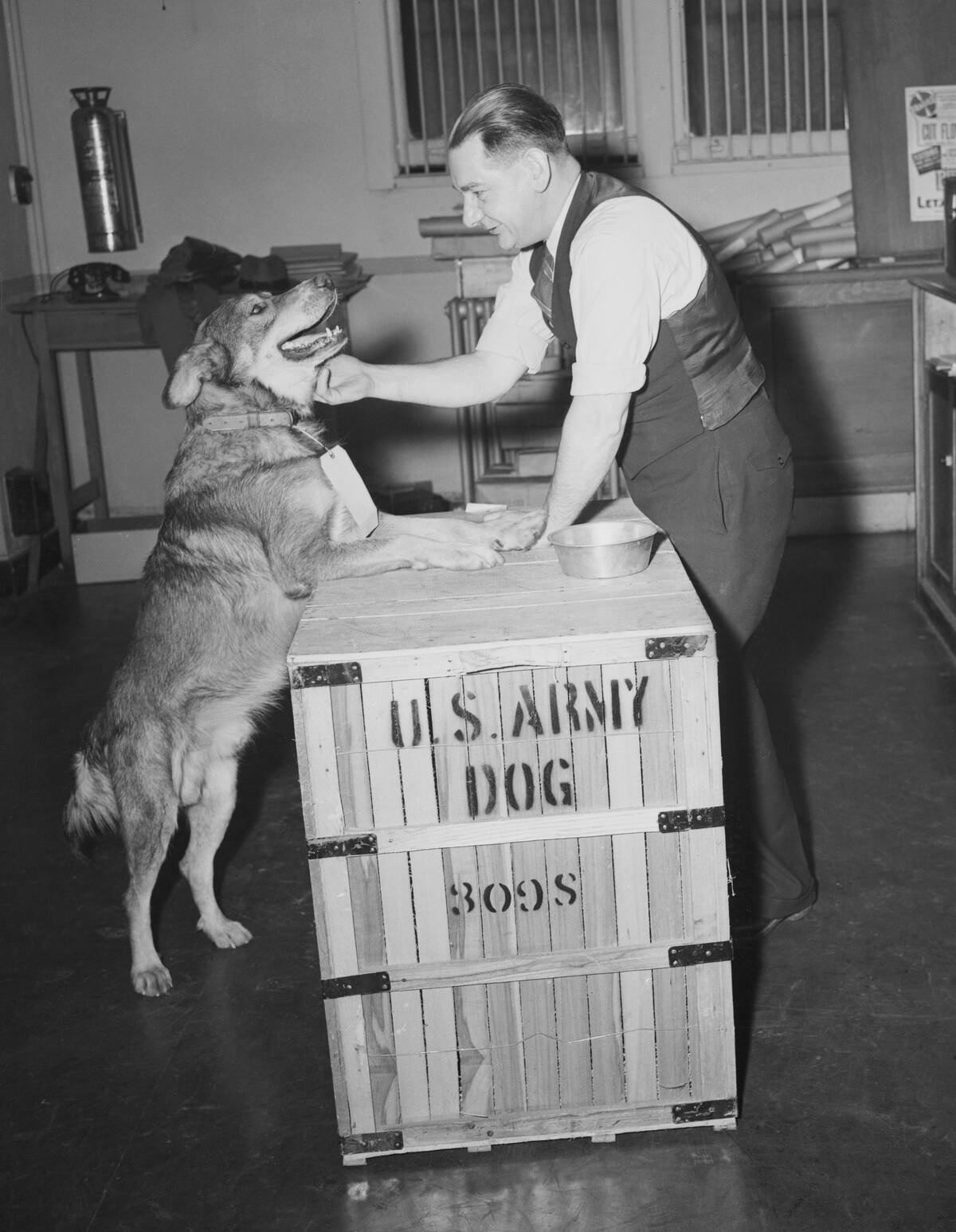 Man Petting Silver Star Dog