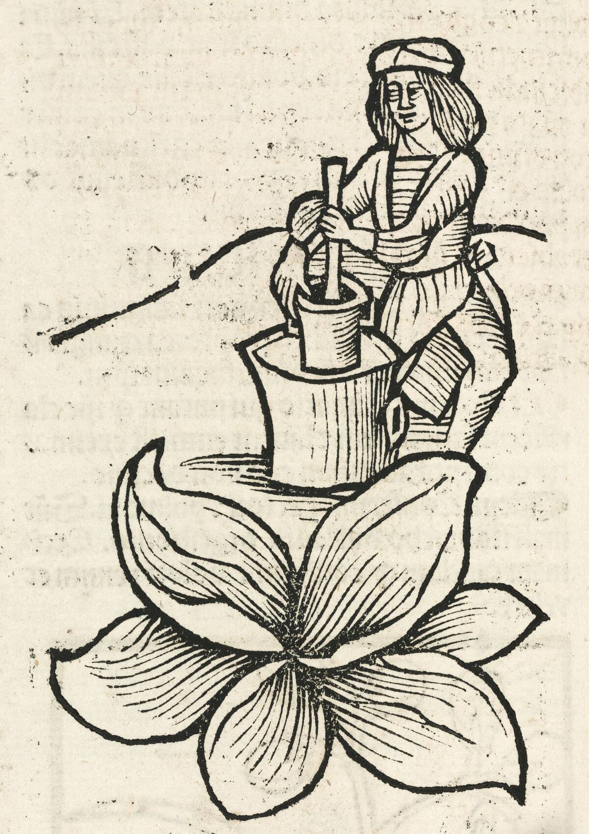 Man using a pestle and mortar to crush plants, 1497.