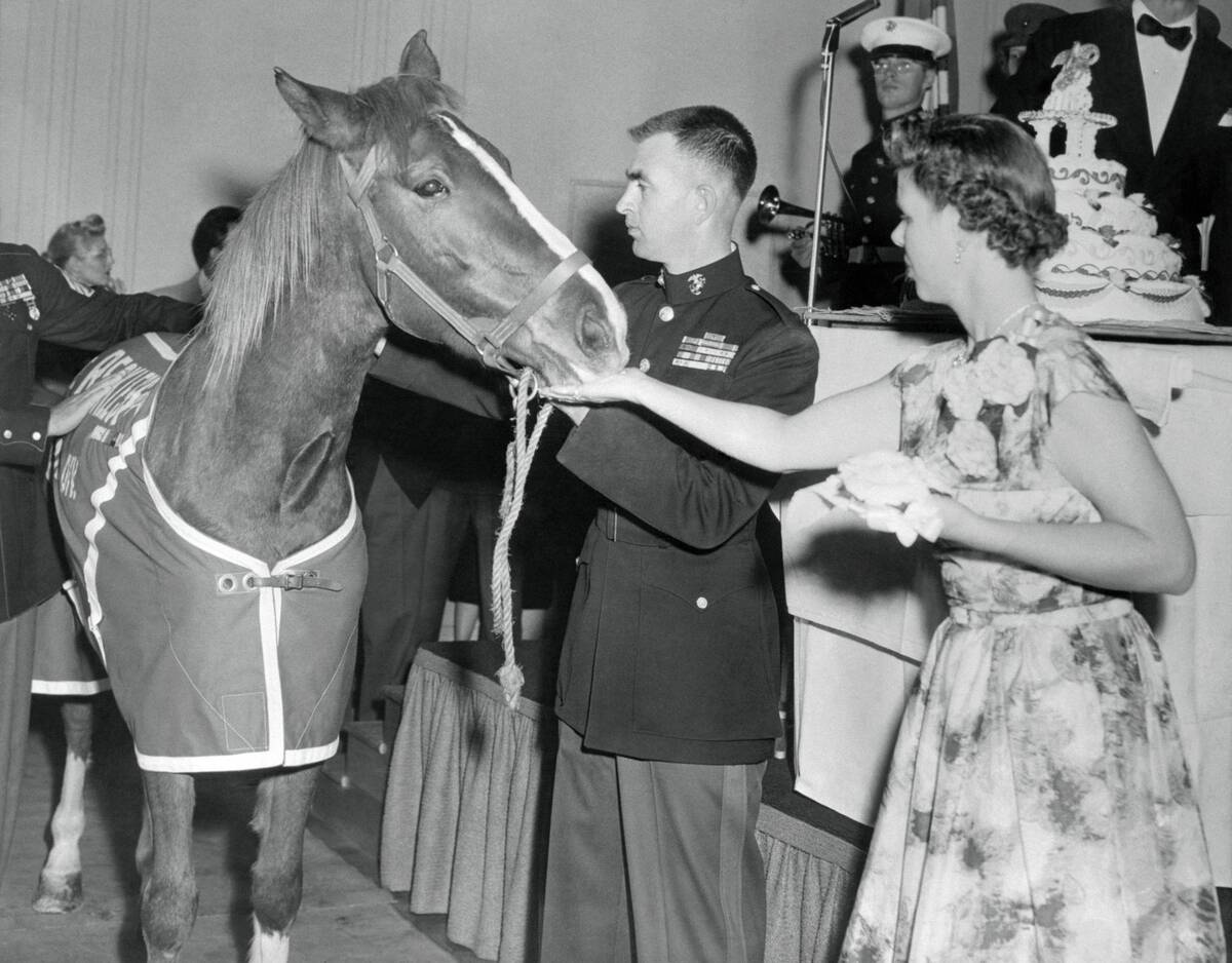 Military Horse Eating Cake