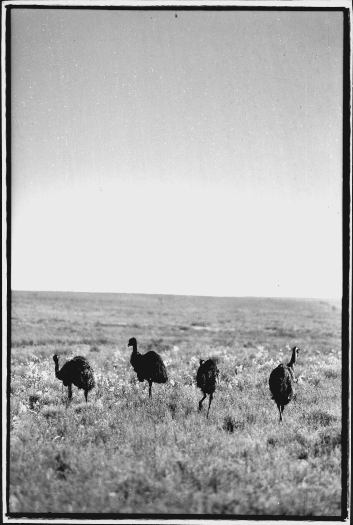 Misc. - Animals - Birds - Emu.