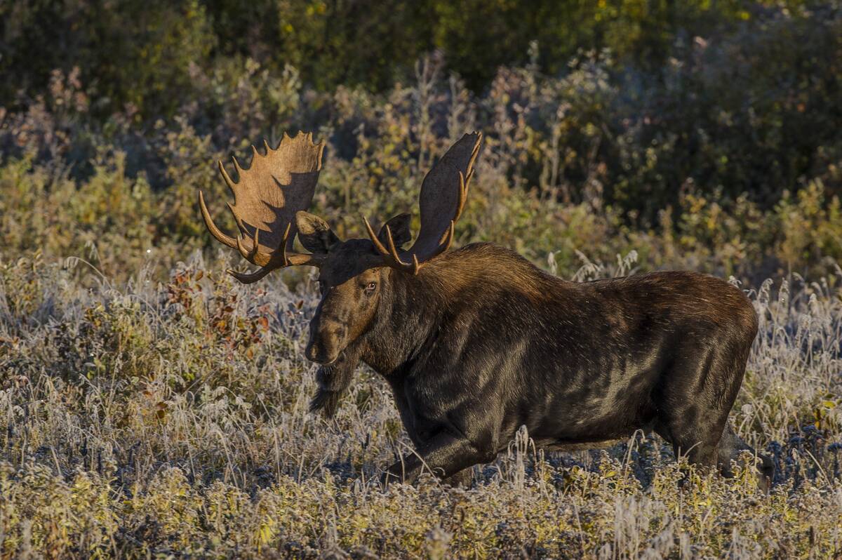 Nature and Wildlife