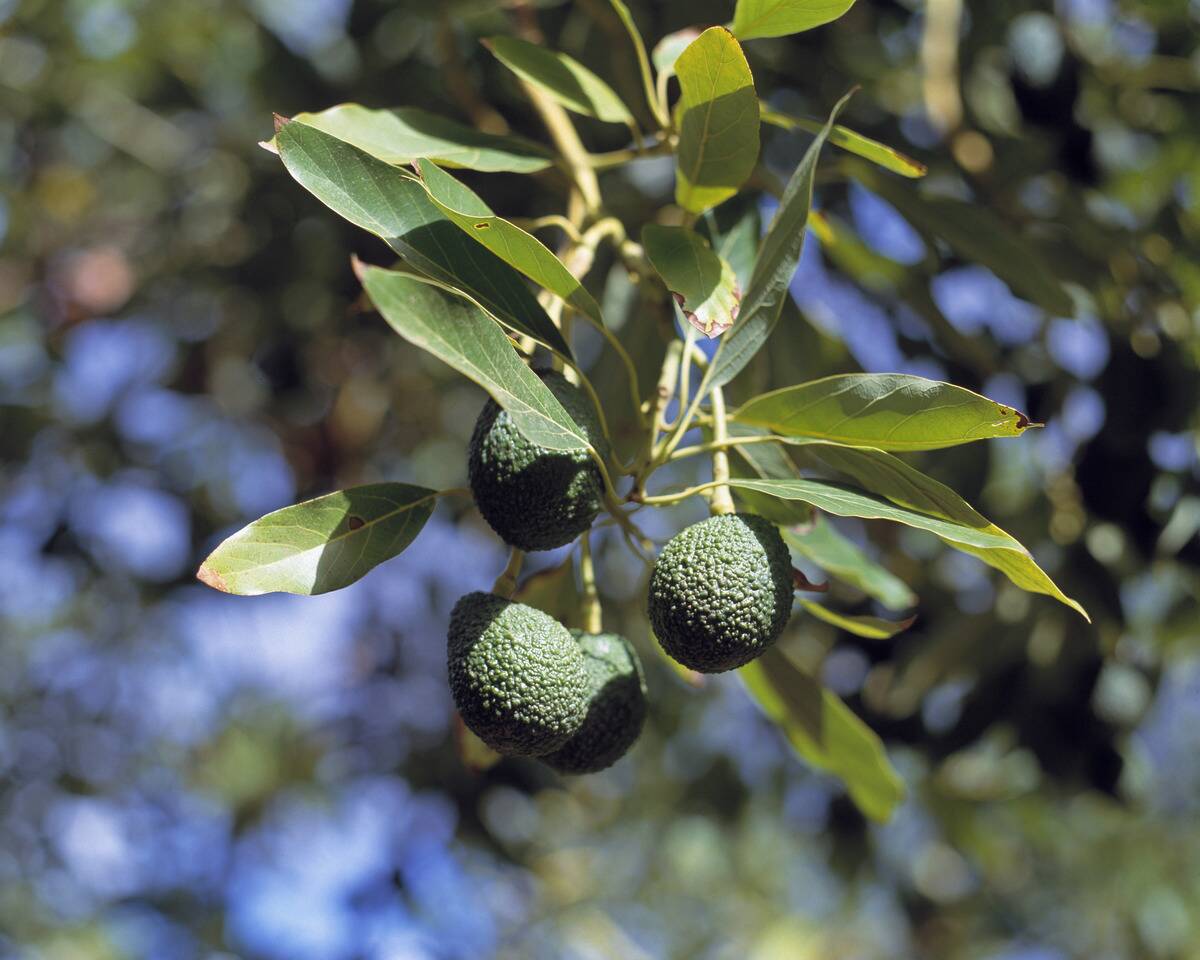 nature, plant life, plant, avocado tree, avocadoe fruits, Persea americana, Persea gratissima