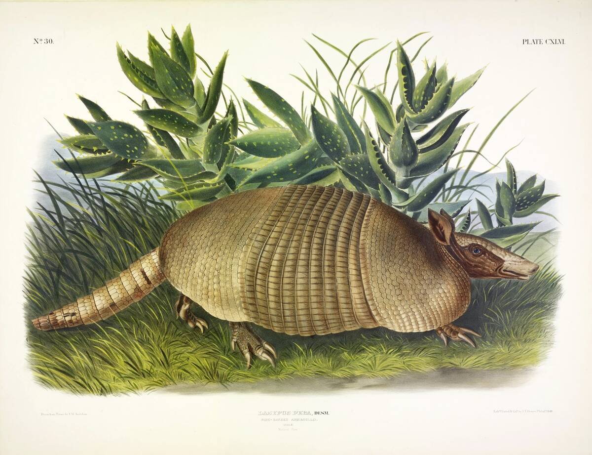 Nine-Banded Armadillo