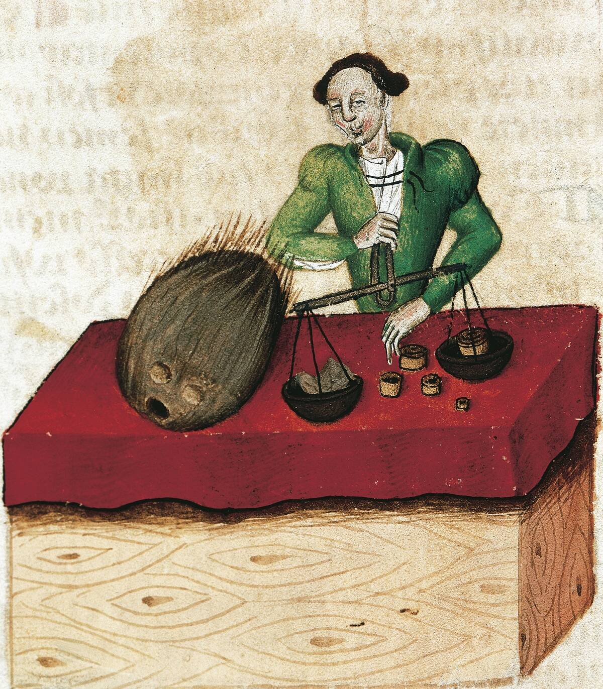 Nutmeg merchant, Tractatus de herbis
