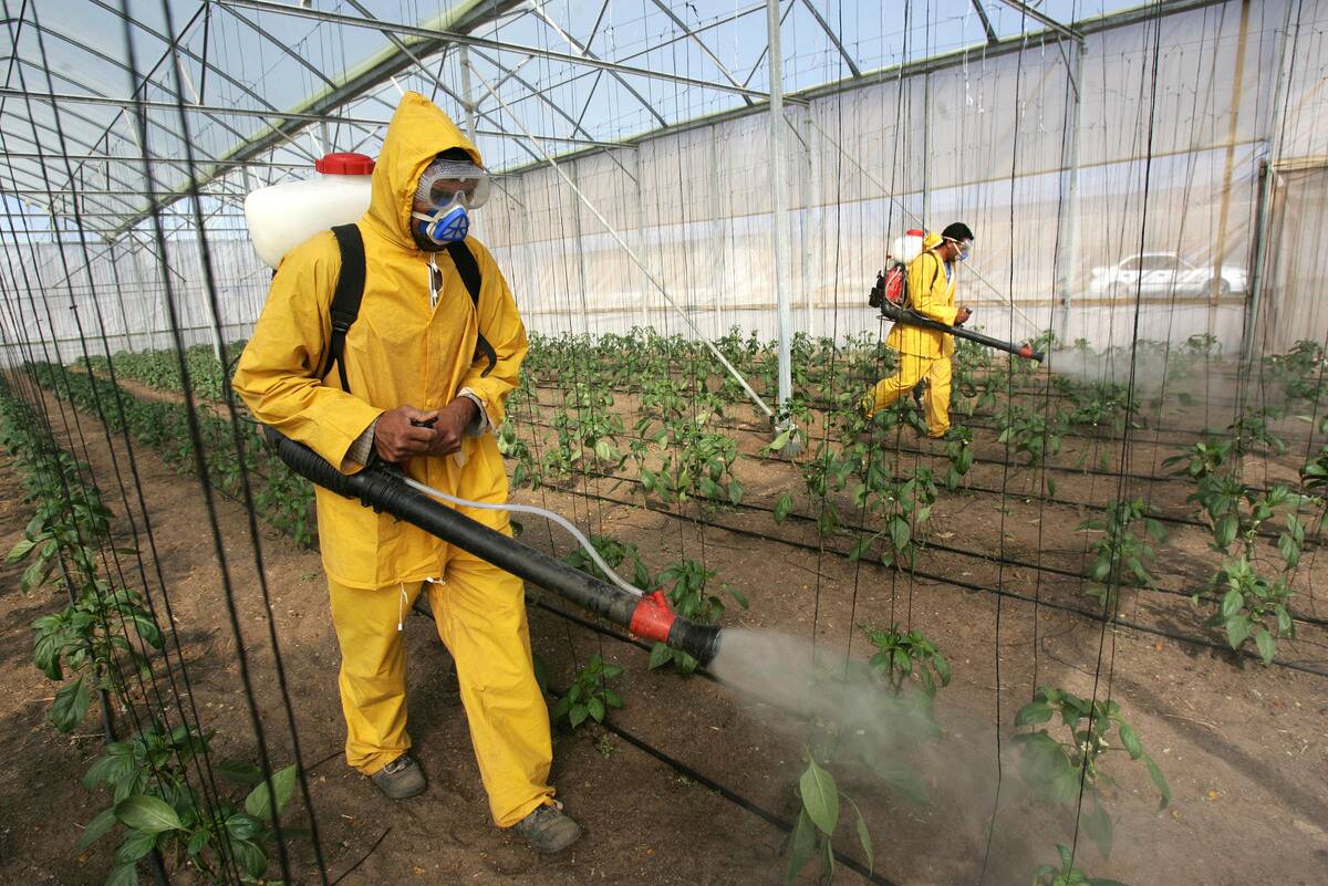 Palestinian Farmers Work In A Former Jewish Settlement