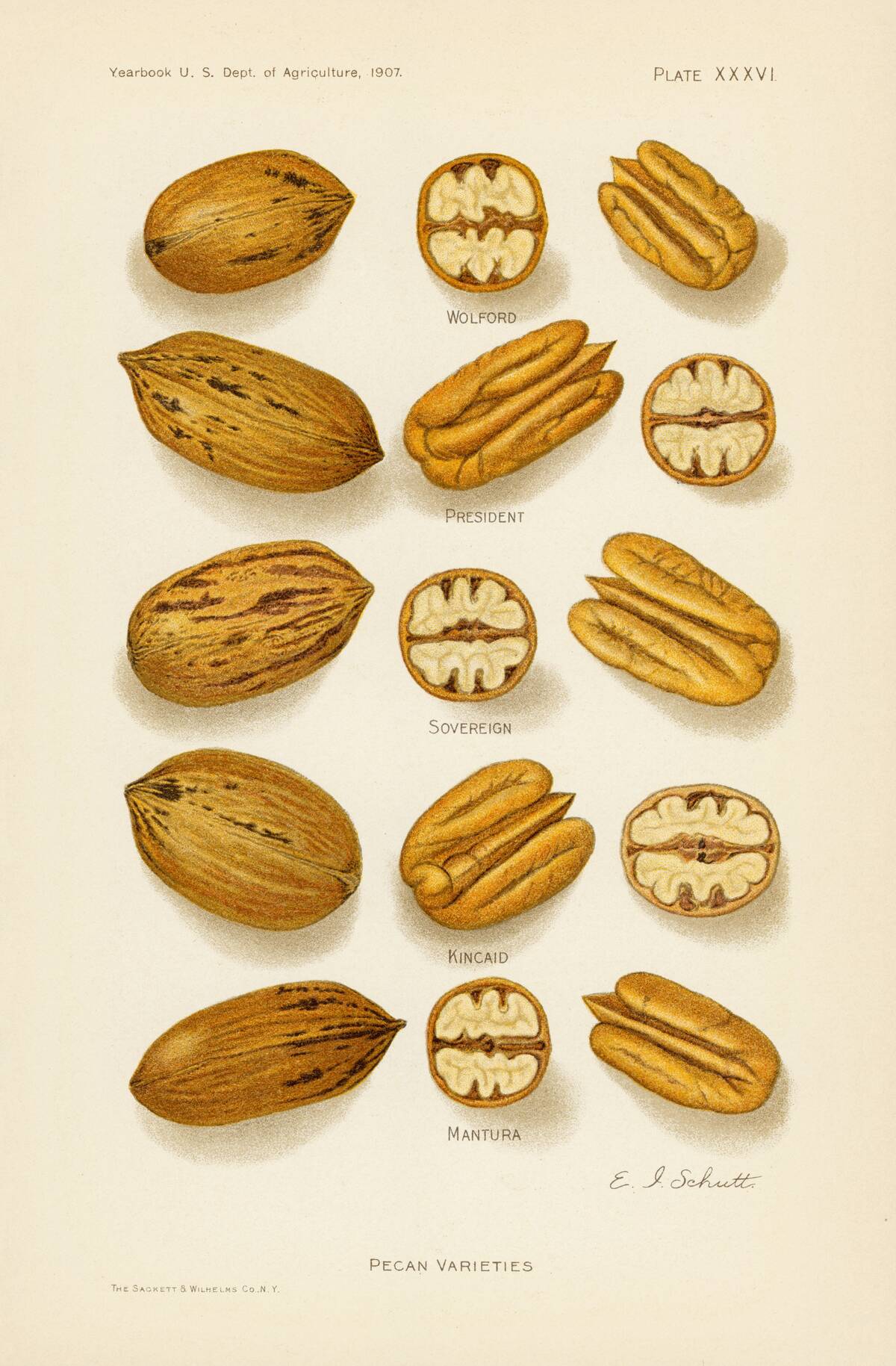 Pecan Nut Varieties