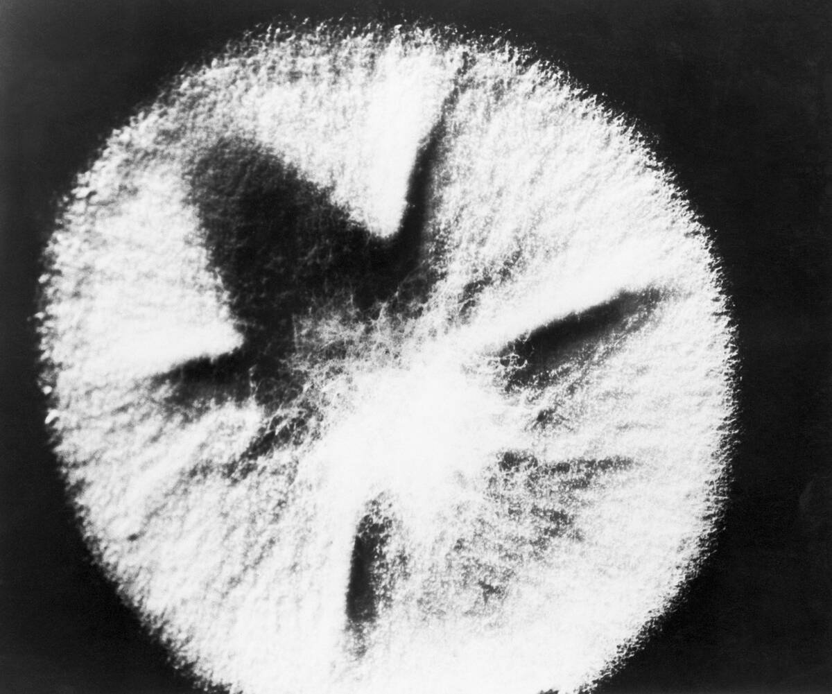 Penicillin Mold