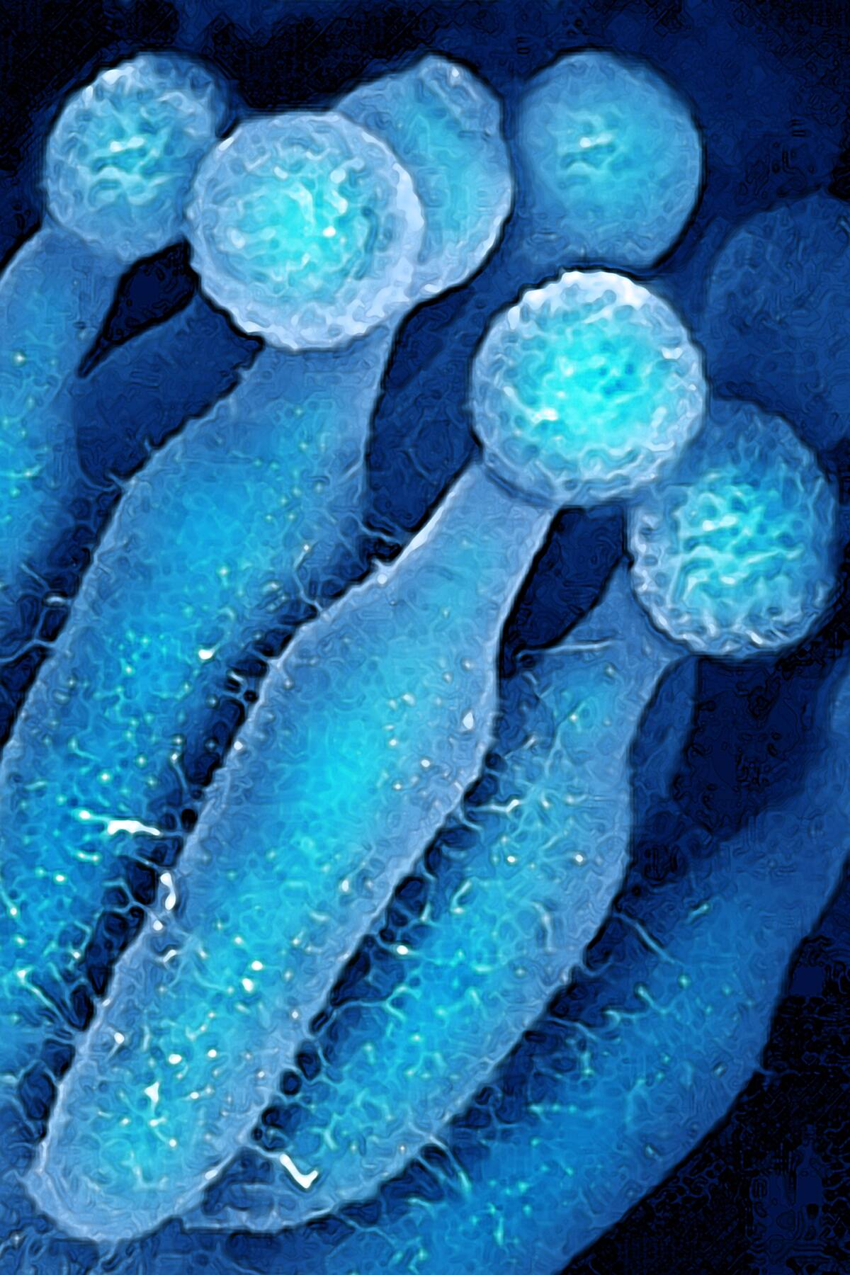 Penicillium chrysogenum