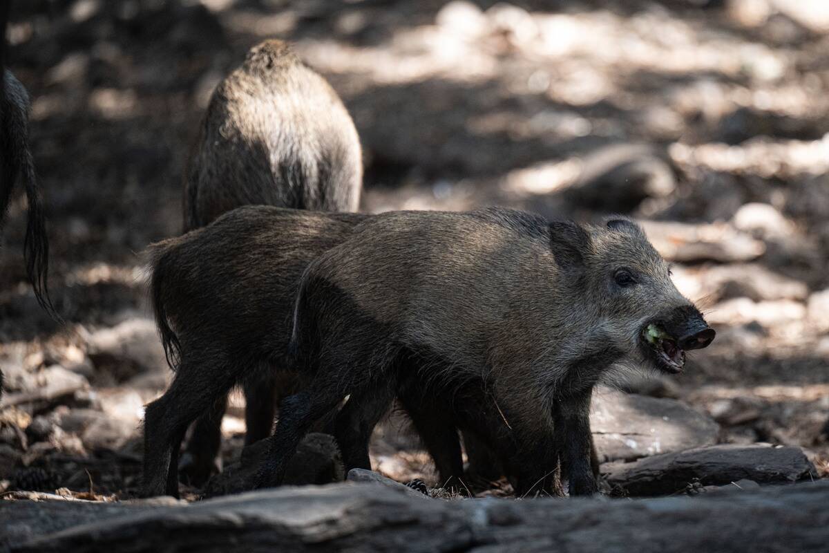 Pigs descend to coves of Dilek Peninsula-Buyuk Menderes Delta National Park in Turkiye's Aydin