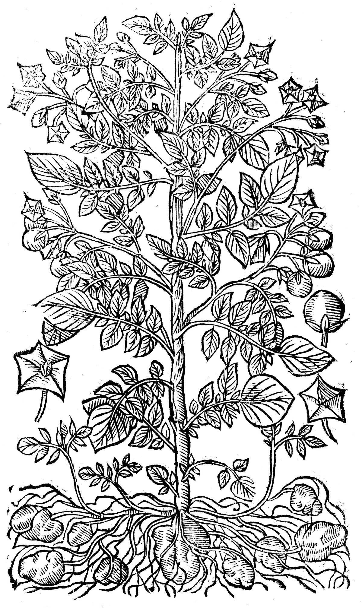 Potato, 1640.
