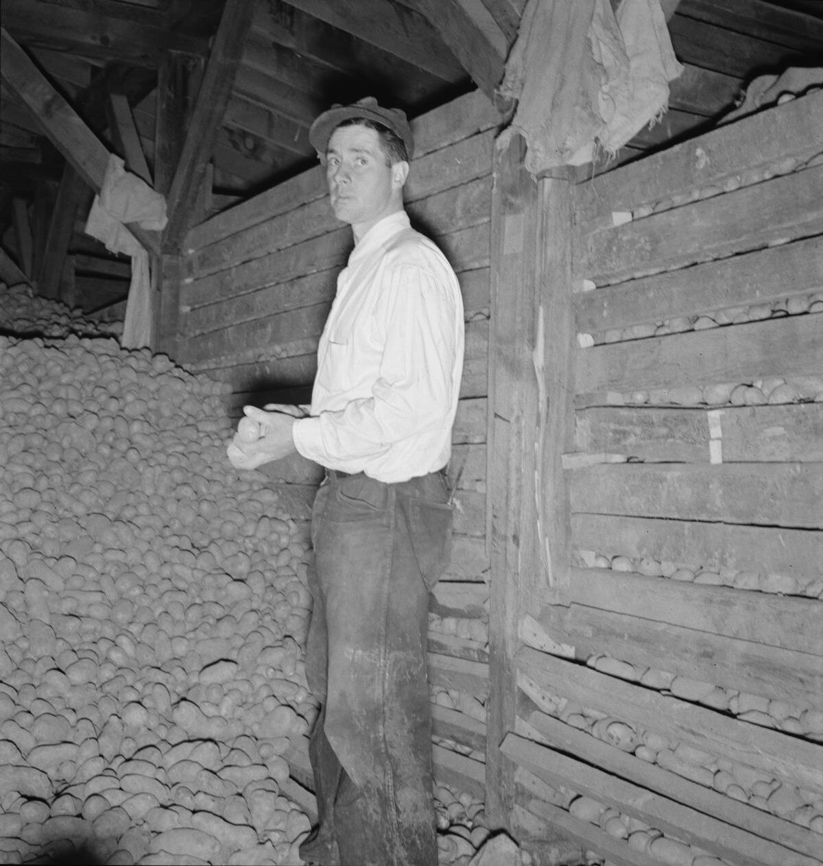 Potatoes In Storage Cellar At End Of Season