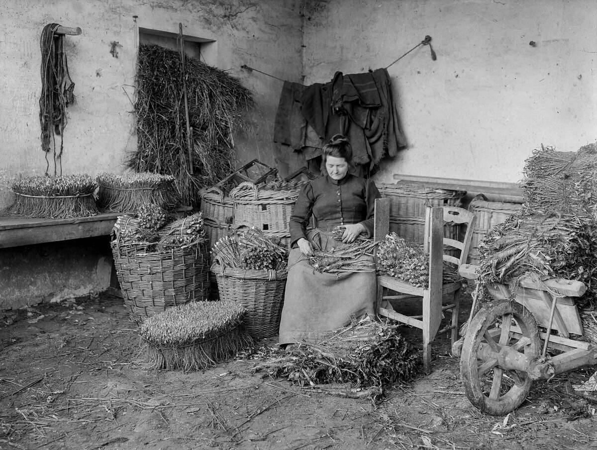 Preparation of the roots of chicory for the cultur