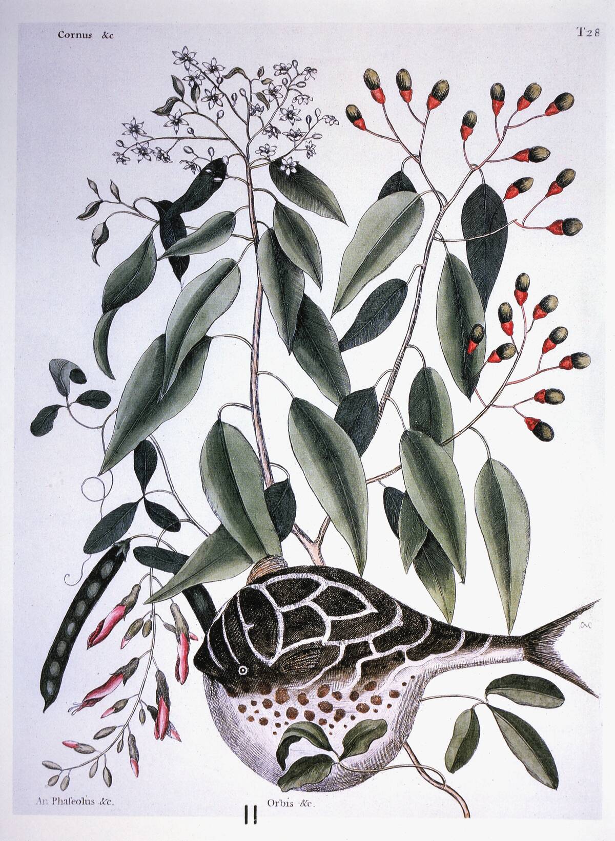 Sassafras Nature Plant