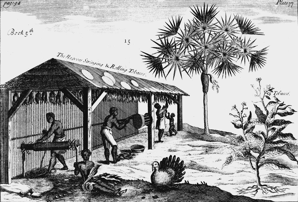 Scene on an American tobacco plantation, 1725.