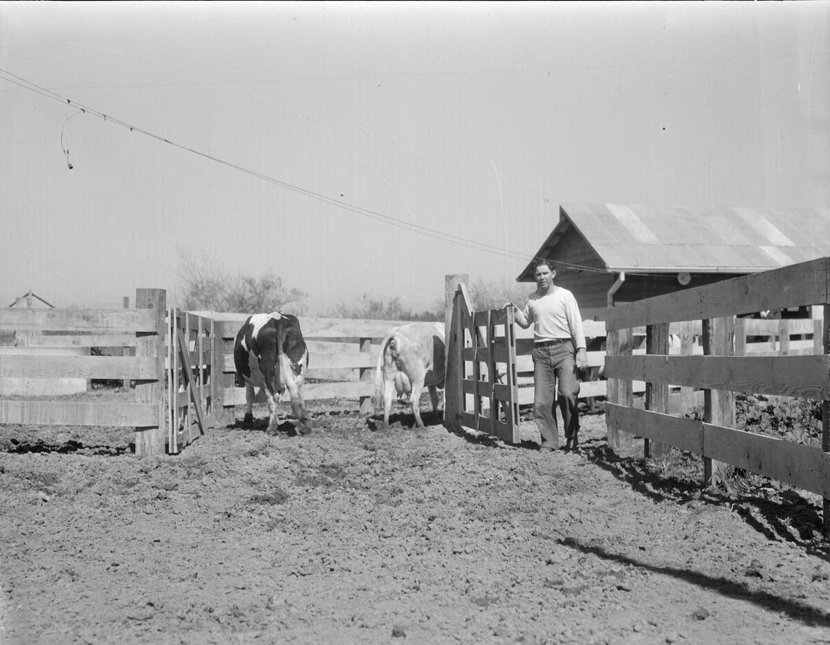 Self-Help Cooperative Dairy