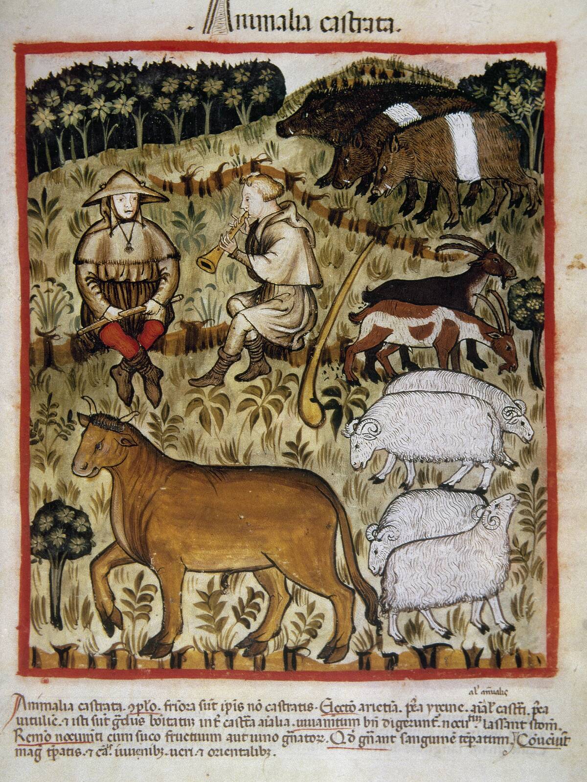 Shepherds And Cattle