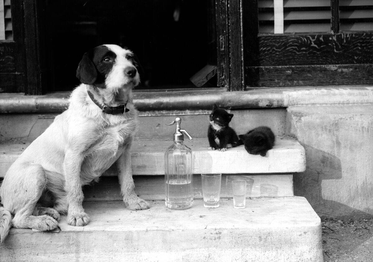 Soda Siphon Animals