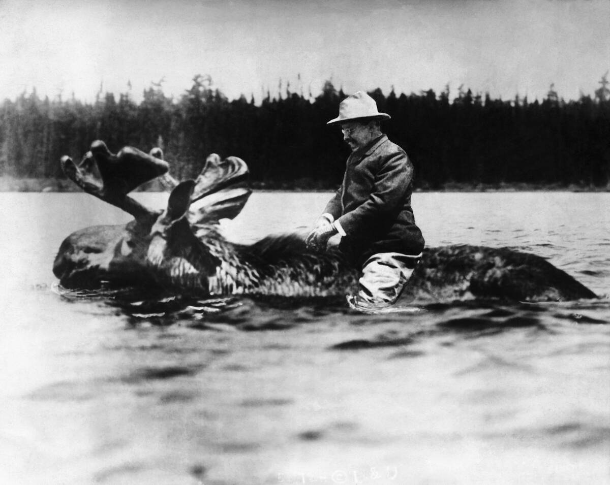 Theodore Roosevelt Riding Moose
