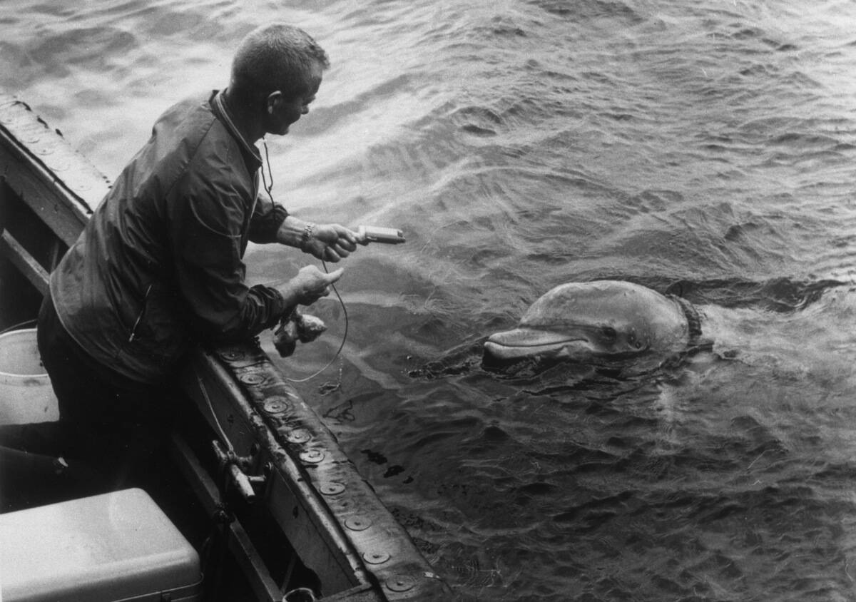 Tuffy Wears A Harness And Trains In Open Ocean Waters Near Point Mugu