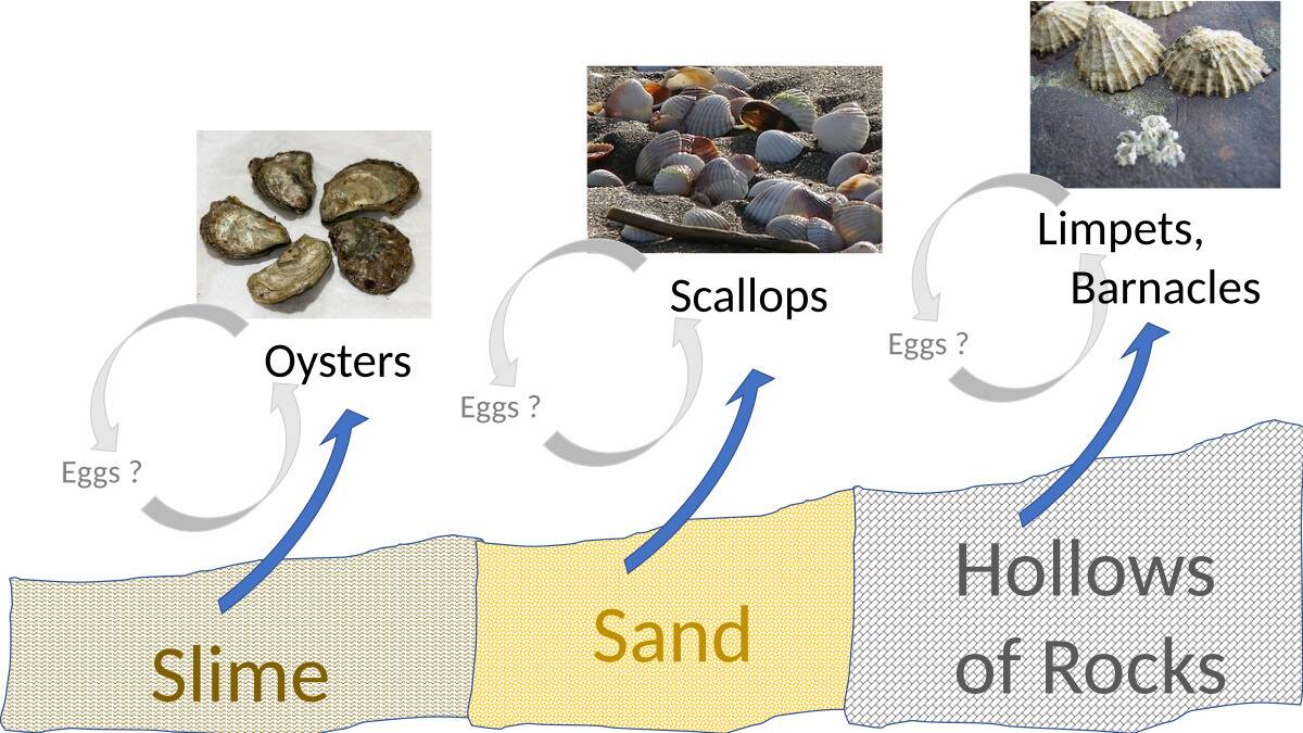 Spontaneous_Generation_of_Seashells.svg